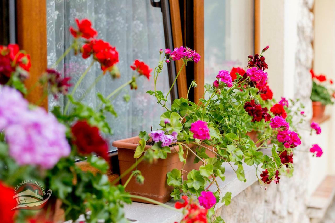 فندق براشوففي  Casa Dealul Melcilor المظهر الخارجي الصورة